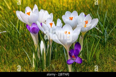 Crocus vernus 'Jeanne d`Arc' in den Aberglasney Gardens Stockfoto